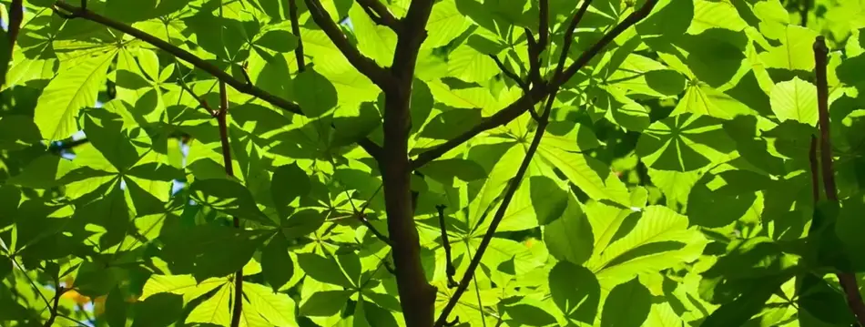 tree-leaves