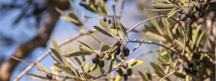 israelic-settlers-war-on-palestinian-olive-trees