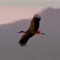 crane soaring