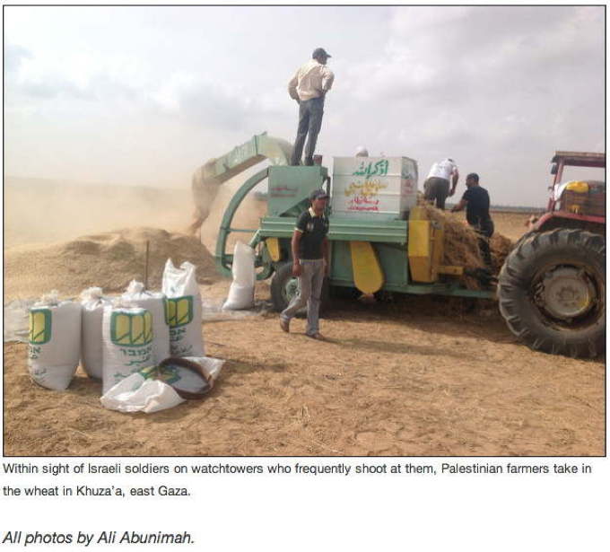 82_wheat_in_Khuza'a_AGC3