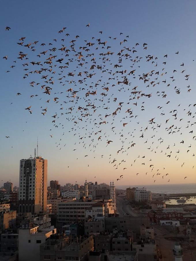 27_Hayat_Hussaini_proud_Gazan_took_these_from_window